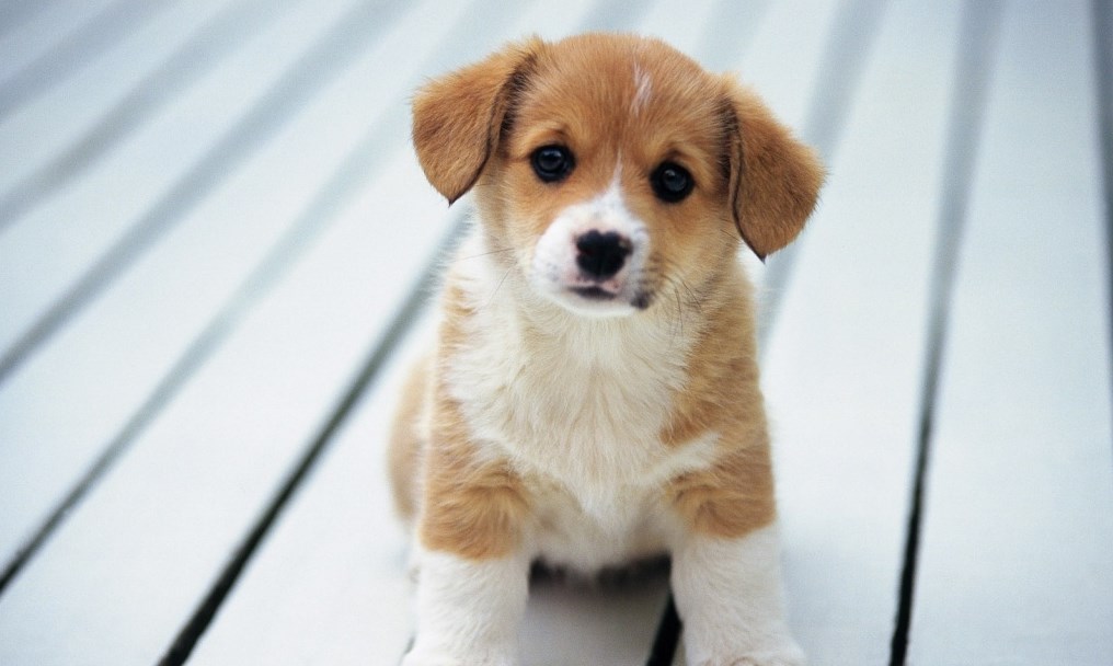 Những chú chó con ở cửa hiệu (Bài đọc hiểu tiếng Việt lớp 4: đề số14